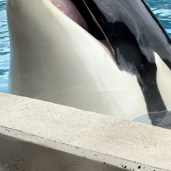 Dine With Orcas - LUNCH GUEST!!! - Buffets Near Me - San Diego, California Dine With Orcas - LUNCH GUEST!!! - Buffets Near Me - San Diego, California