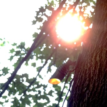 Blue Jay Irrigation - the sun shining through the trees - Landscaping Near Me - London, Ontario