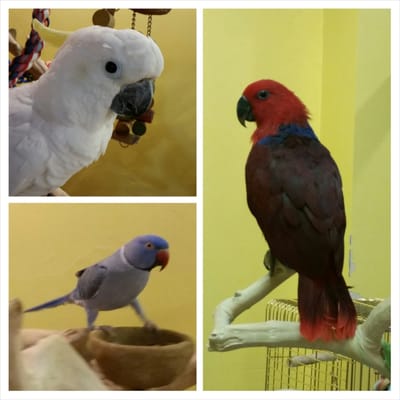 Preuss Pets by null
