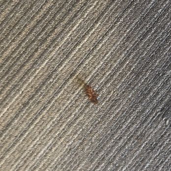 Homeside Properties - Bugs - Property Management Near Me - Alpharetta, Georgia