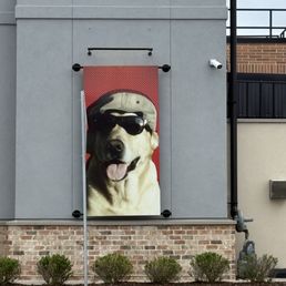 Cool dog