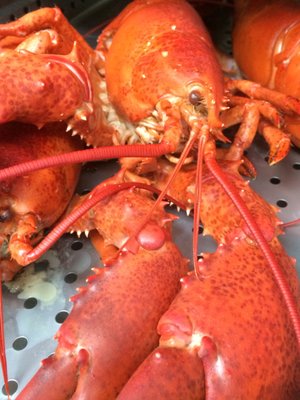 Gus & Co. Seafood Market by null