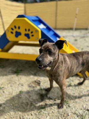We set a new standard for dog care! - We set a new standard for dog care in your area. We offer expansive playfields, tailored activities & loving care! Call / text: 650-450-6474 We set a new standard for dog care! - We set a new standard for dog care in your area. We offer expansive playfields, tailored activities & loving care! Call / text: 650-450-6474
