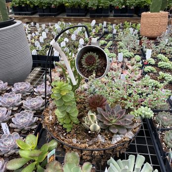 Prairie Flowers - Inside - Nurseries & Gardening Near Me - King City, Missouri