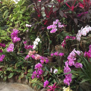 Bellingrath Gardens and Home - Gorgeous orchids in the greenhouse! - Museums Near Me - Theodore, Alabama Bellingrath Gardens and Home - Gorgeous orchids in the greenhouse! - Museums Near Me - Theodore, Alabama