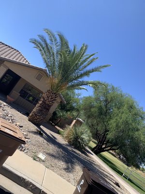 Tree Services - At Garnica's Landscaping we specialize in everything tree! From Tree planting to Tree Removal and stump grinding, we are here to serve you! We also offer tree pruning and trimming to keep you safe and your trees healthy, don't wait and call us now! Tree Services - At Garnica's Landscaping we specialize in everything tree! From Tree planting to Tree Removal and stump grinding, we are here to serve you! We also offer tree pruning and trimming to keep you safe and your trees healthy, don't wait and call us now!