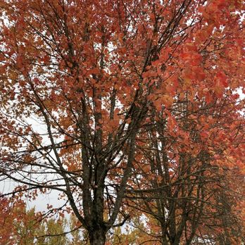 Clocktower Park - The trees next to the bathroom. Very pretty - Parks Near Me - DuPont, Washington