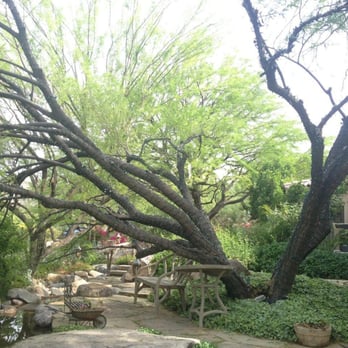 AA Arrow Tree Service & Olive Spraying - a view of a garden - Tree Services Near Me - Phoenix, Arizona AA Arrow Tree Service & Olive Spraying - a view of a garden - Tree Services Near Me - Phoenix, Arizona