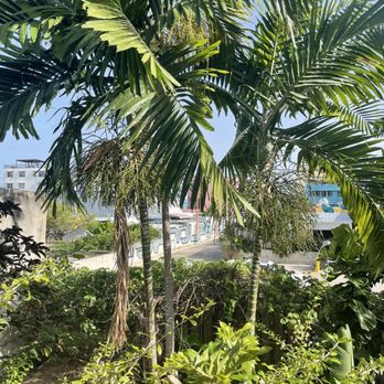 Casa Botanica Hotel - View from treehouse deck - Ayurveda Near Me - San Juan, Puerto Rico Casa Botanica Hotel - View from treehouse deck - Ayurveda Near Me - San Juan, Puerto Rico