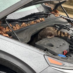 Napleton Hyundai Glenview - Did not have a raccoon in my car when I dropped it off for service, nor did I have any chewed wires.