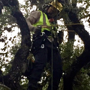 The Davey Tree Expert Company - Tree Services Near Me - San Antonio, Texas The Davey Tree Expert Company - Tree Services Near Me - San Antonio, Texas