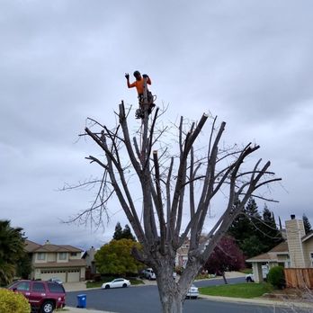 Prodigy Works Tree Service - Landscaping Near Me Prodigy Works Tree Service - Landscaping Near Me