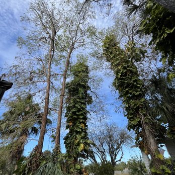 Vasquez Tree Service - Tree Services Near Me - Naples, Florida Vasquez Tree Service - Tree Services Near Me - Naples, Florida
