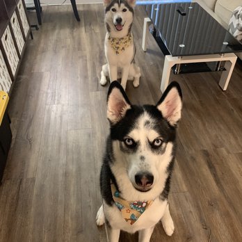See Spot Clean - Well-groomed huskies. - Pet Groomers Near Me - Goodyear, Arizona