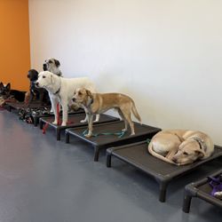 Underdog Academy