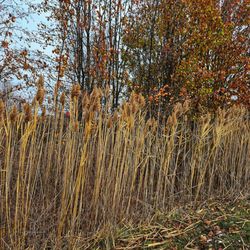 Sand Run Metro Park