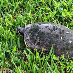 Kuddles Pet Sitting - A turtle going to the lake