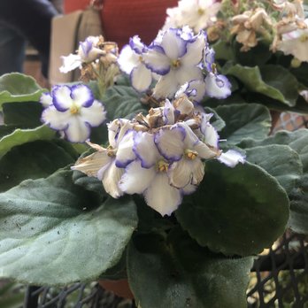 Greenstreet Gardens - Nurseries & Gardening Near Me - Alexandria, Virginia