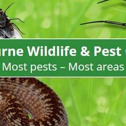 Melbourne Wildlife Pest Control
