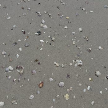 Caladesi Island State Park - Parks Near Me - Dunedin, Florida