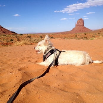 Dineh Bekeyah Tours - I brought my dog Baxter with me. Did I mention they are pet friendly? - Tours Near Me Dineh Bekeyah Tours - I brought my dog Baxter with me. Did I mention they are pet friendly? - Tours Near Me