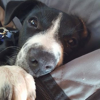 Pawtopia - Riley behaving surprisingly awesome on a long road trip! - Pet Training Near Me - San Diego, California