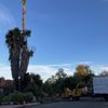 Westview tree experts  gift card