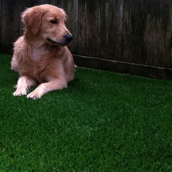 Water Wise Grass Artificial Turf - Pet Turf Installation
Water Wise Grass
(858) 384-4502
http://www.WaterWiseGrass.com/ - Artificial Turf Near Me - San Diego, California Water Wise Grass Artificial Turf - Pet Turf Installation
Water Wise Grass
(858) 384-4502
http://www.WaterWiseGrass.com/ - Artificial Turf Near Me - San Diego, California