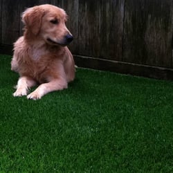 Water Wise Grass Artificial Turf - Pet Turf Installation
Water Wise Grass
(858) 384-4502
http://www.WaterWiseGrass.com/