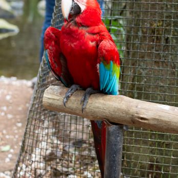 Exploration Journeys - Birds at the Bird Santuary (Parque de Aves) in Brazil / Iguazu - Travel Agents Near Me Exploration Journeys - Birds at the Bird Santuary (Parque de Aves) in Brazil / Iguazu - Travel Agents Near Me