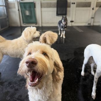 PSS Pet Hotel - Upland - Pet Boarding Near Me - Upland, California PSS Pet Hotel - Upland - Pet Boarding Near Me - Upland, California