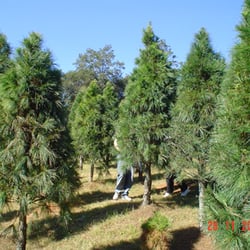 Bosque de los Árboles de Navidad