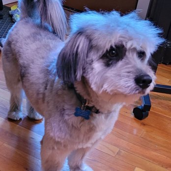 Posh Pooch - Pet Groomers Near Me - Woodside, New York
