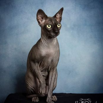 Pets R Family - Pet Photography Near Me