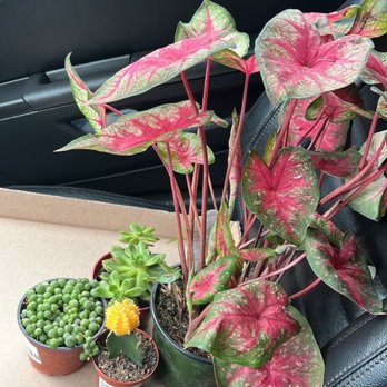 Enchanted Gardens - Nurseries & Gardening Near Me - Richmond, Texas