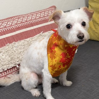 Classy Canine's Wiggle Rumps - Pet Groomers Near Me - Castrovalley, California