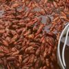 Louisiana Seafood Company gift card