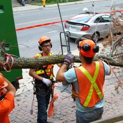 Tree Doctors