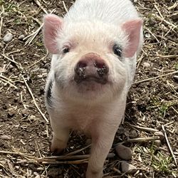 Sassy Pants Farm - Our newest piggy, Princess!!