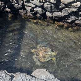 Sea turtle Sea turtle