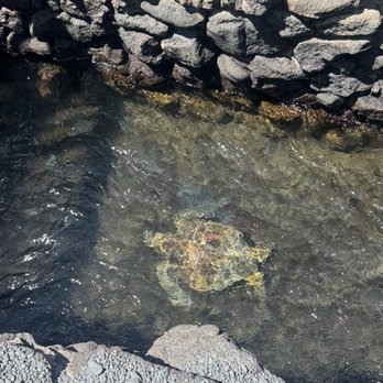 Kiholo Bay - Sea turtle - Beaches Near Me - Kailua-Kona, Hawaii Kiholo Bay - Sea turtle - Beaches Near Me - Kailua-Kona, Hawaii