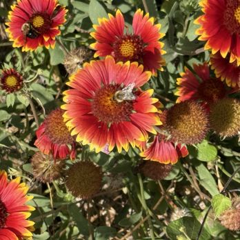 River Valley Ranch Mushroom Farm - Flowers outside the door and bumblebees! - Specialty Food Near Me - Burlington, Wisconsin River Valley Ranch Mushroom Farm - Flowers outside the door and bumblebees! - Specialty Food Near Me - Burlington, Wisconsin