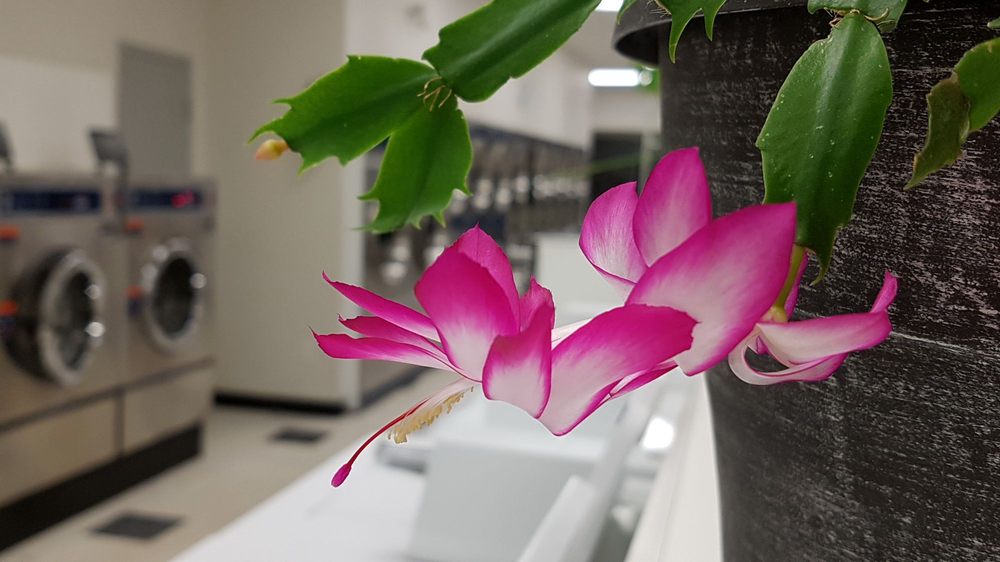 GLENMORE COIN LAUNDRY & DRY CLEANING 37 Photos 6624 Centre Street