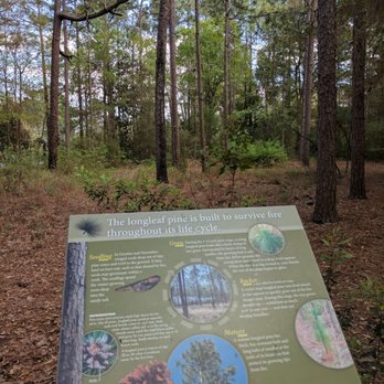 Botanic Garden - Longleaf pines evolved to survive fire. - Botanical Gardens Near Me - Statesboro, Georgia