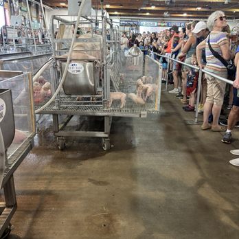 Minnesota State Fair - Miracle of life - Festivals Near Me - Saint Paul, Minnesota Minnesota State Fair - Miracle of life - Festivals Near Me - Saint Paul, Minnesota