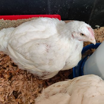 Roo's Hens - a white chicken in a cage - Specialty Food Near Me - Herald, California Roo's Hens - a white chicken in a cage - Specialty Food Near Me - Herald, California