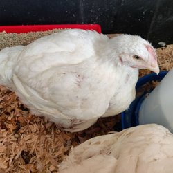 Roo's Hens