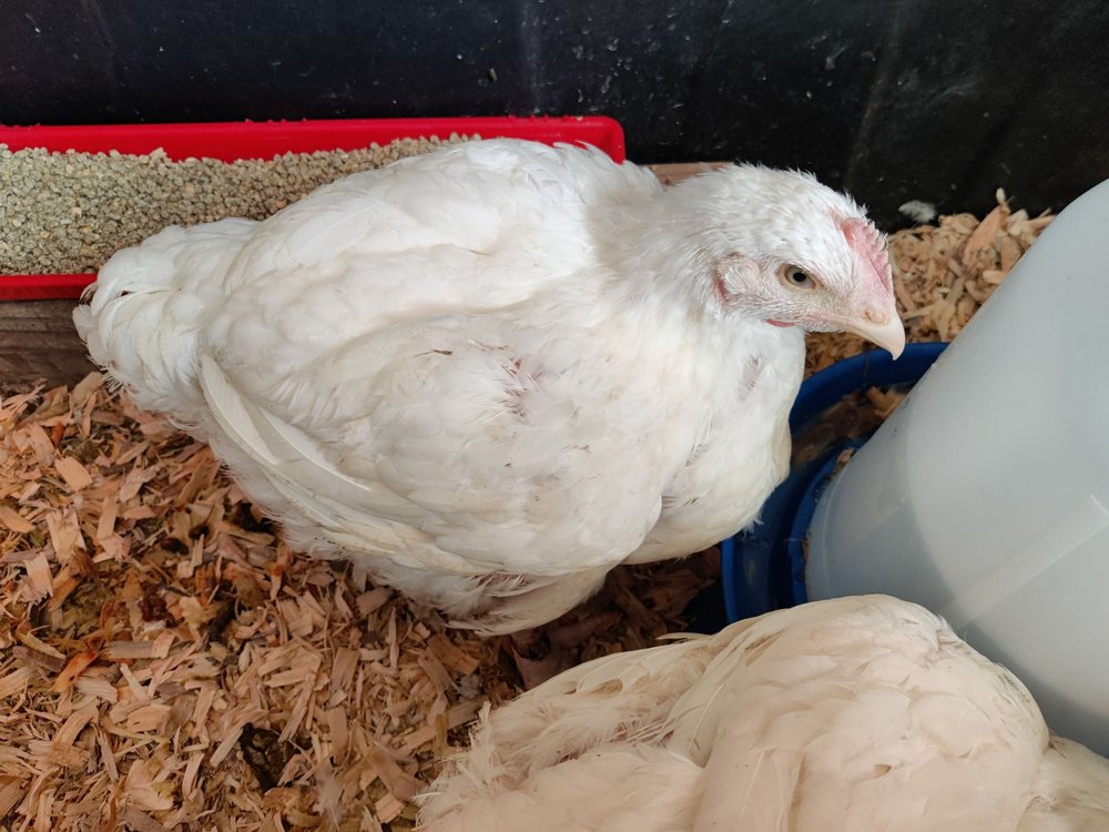 Roo's Hens