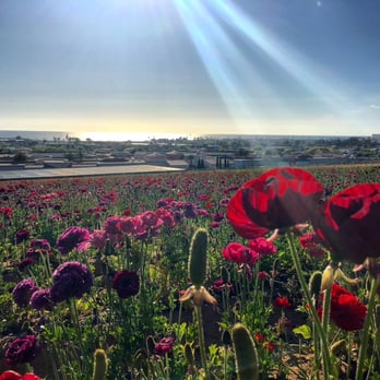 The Flower Fields - View from the top, looking towards the ocean.  So peaceful - Venues & Event Spaces Near Me - Carlsbad, California