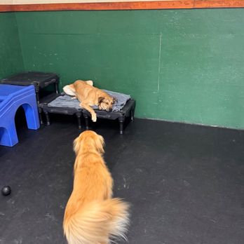 The Dog Spot - Pet Sitting Near Me - Everett, Washington